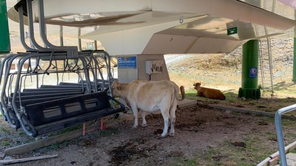 valdezcaray-vacas-telesillas-1